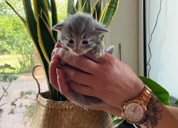 blu tabby 2