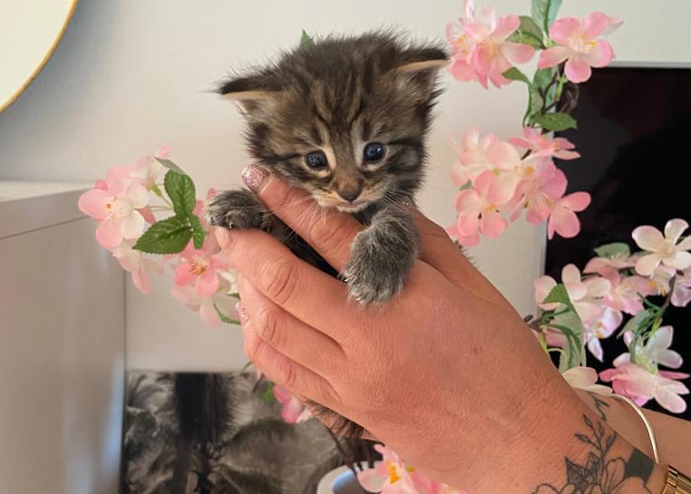 brown tabby 1